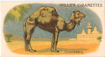 Dromedary.