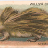 Crested Porcupine.