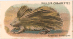 Crested Porcupine.