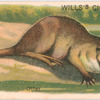 Otter.