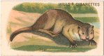 Otter.