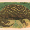 Giant Armadillo.