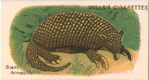 Giant Armadillo.