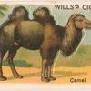 Camel.