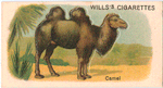 Camel.