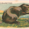 Beaver.