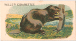 Beaver.