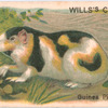 Guinea Pig.
