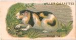 Guinea Pig.