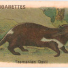 Tasmanian Devil.