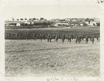 Troops advancing in open formation.