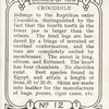 Crocodile.