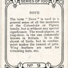 Dove.
