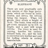 Elephant.