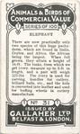 Elephant.