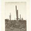 Cereus giganteus.  Arizona Series.  No. 104.