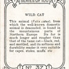 Wild Cat.