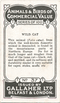 Wild Cat.