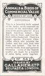 Chinchilla.
