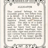 Alligator.