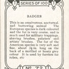 Badger.