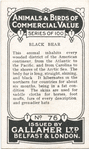 Black Bear.
