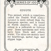 Coyote.