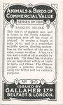 Basking Shark.