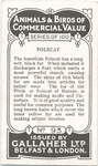 Polecat.