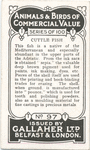 Cuttle-fish.