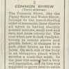 Common Shrew.