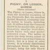 Pigmy, or Lesser, Shrew.
