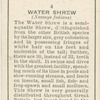 Water Shrew.