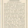 Hedgehog.