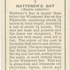 Natterer's Bat.