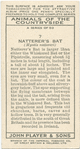 Natterer's Bat.