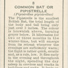 Common Bat or Pipistrelle.