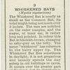 Whiskered Bats.