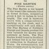 Pine Marten.
