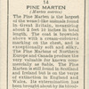 Pine Marten.