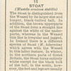 Stoat.