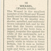 Weasel.