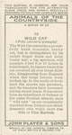 Wild Cat.