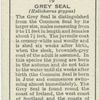 Grey Seal.