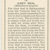 Grey Seal.
