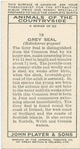 Grey Seal.