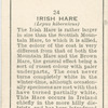 Irish Hare.