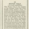 Water Vole.