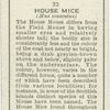 House Mice.