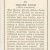 House Mice.